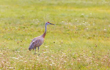 Fototapeta premium Sandhill cranes in flight for migration 