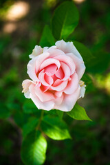 Obraz premium pink rose in garden