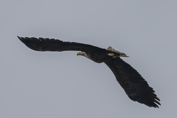 White-tailed eagle in flight
