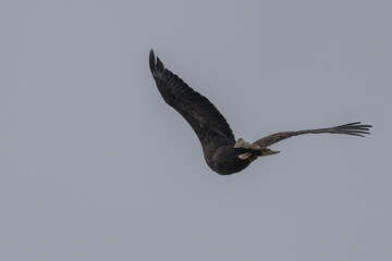 White-tailed eagle in flight
