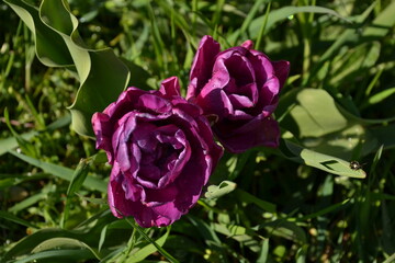 summer season of tulips. Beautiful pink tulip blooming in the garden with vada drops