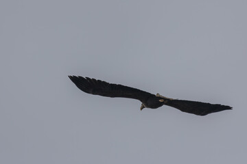 White-tailed eagle in flight