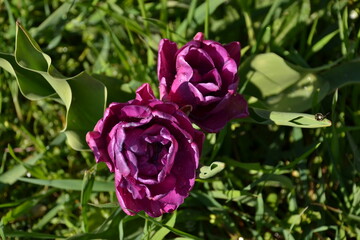 summer season of tulips. Beautiful pink tulip blooming in the garden with vada drops