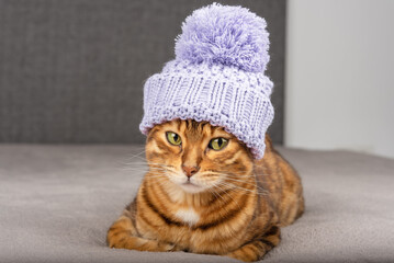 An adorable cat in a purple hat is resting in the room.