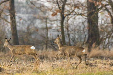 Naklejka na ściany i meble Wild roe deer in the field
