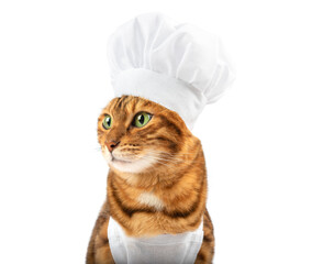 Bengal cat dressed as a chef posing for the camera