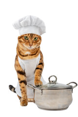 Cat - cook and a metal saucepan on a white background