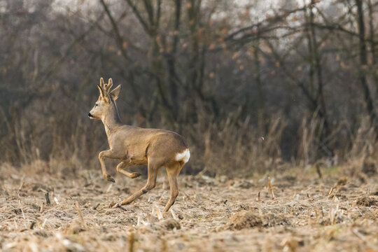 Wild roe deer in the field