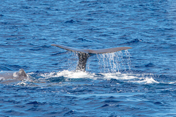 Obraz premium Ponta Delgada, Portugal - August 22, 2021 whales