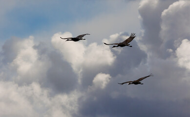 Sandhill cranes in flight for migration 