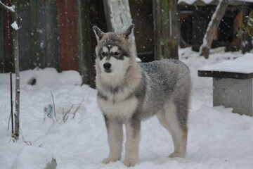 Alaskan malamute on vacation in winter