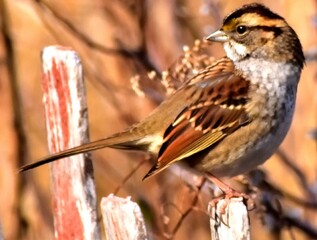 Sparrow perched on a fence