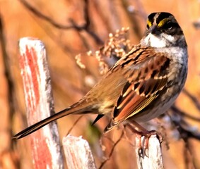Sparrow perched on a fence