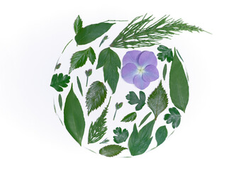 Floral, botanical, spring aesthetics or valentines day concept. Green leaves decorated with purple hydrangea flower in a circle composition isolated on white. High quality image