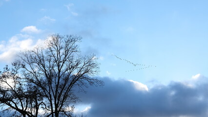 migratory birds against cloudy sky