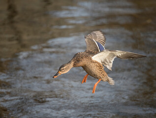 Mallard landing on a snowy pier at the frozen lake Mälaren a sunny and snowy winter day in Stockholm