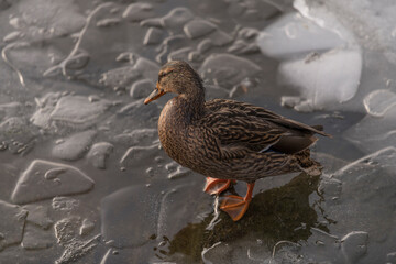 Mallard walking on ice floes at a snowy pier at the frozen lake Mälaren a sunny and snowy winter day in Stockholm