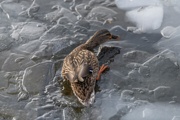 Mallard walking on ice floes at a snowy pier at the frozen lake Mälaren a sunny and snowy winter...
