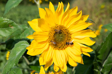 Three bees on a beautiful yellow sunflower