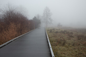 path in the fog