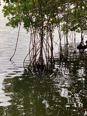 Naklejka premium Mangrove 