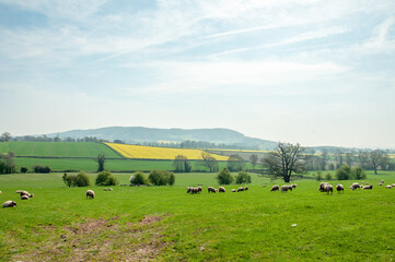 Sheep in the springtime.