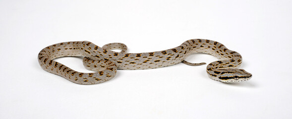 Asiatische Zügelnatter // Rein Snake, Khasi Hills Trinket snake (Gonyosoma frenatus)