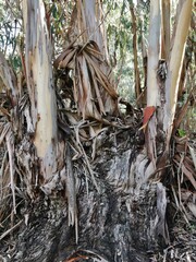 Eukalyptusbäume in Los Tilos auf Gran Canaria