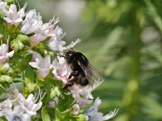 Hummel saugt Nektar aus weißer Blüte