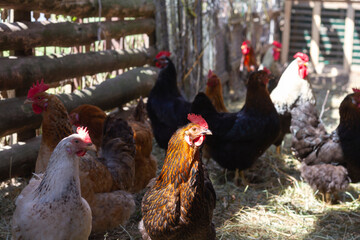 Chickens of different breeds and colors in the utility room .The pen is made of improvised things,secondary use of materials. 