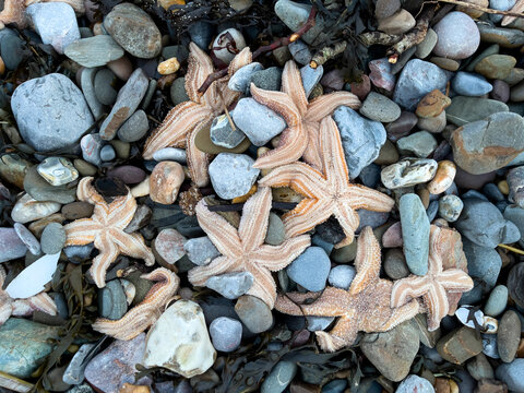 Hundreds of dead starfish washed ashore on blue pebbles at Coppet Hall beach, Saundersfoot, Pembrokeshire, UK. January 2022.