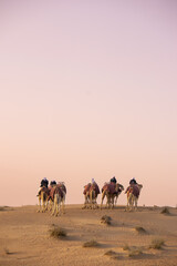 Fototapeta na wymiar Camel Odyssey in the desert