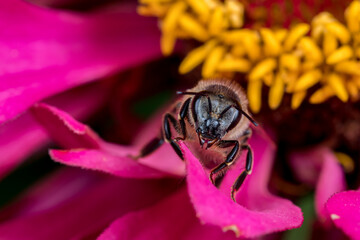 Honeybee on zinnia flower. Insect and wildlife conservation, habitat preservation, and backyard flower garden concept