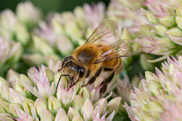 Honeybee on sedum flower. Insect and wildlife conservation, habitat preservation, and backyard flower garden concept