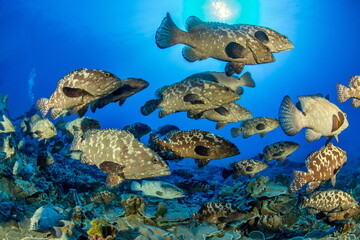 Marbled Grouper spawning Fakarava South Pass