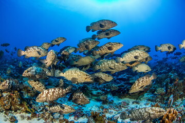 Marbled Grouper spawning Fakarava South Pass