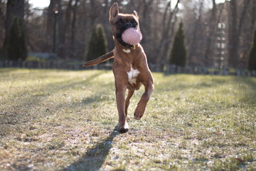 Dog playing, running with a ball