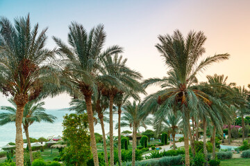 Fototapeta na wymiar A landscape of date palms in the background of the sea and the shimmering purple sunset sky.