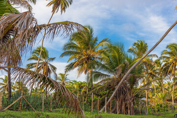 Fototapeta na wymiar Coconut trees on the edge of Busca Vida beach