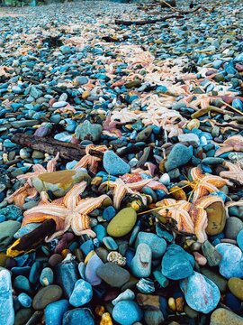 Hundreds of dead starfish washed ashore on blue pebbles at Coppet Hall Beach, Saundersfoot, Pembrokeshire, UK. January 2022.