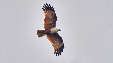 Brahminy Kite