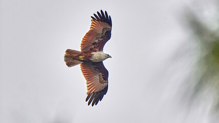  Brahminy Kite
