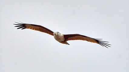  Brahminy Kite
