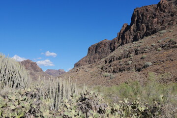 Halbwüste im Barranco de Fataga auf Gran Canaria
