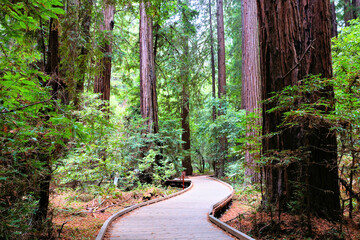Wooden trail through the giant redwood trees of Muir Woods National Monument, California, USA