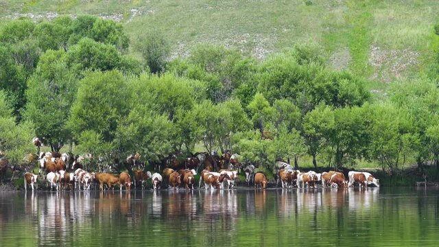 Ayrshire cattle. Herd of livestock enters the river water for watering and rescue from blood-sucking insects.
