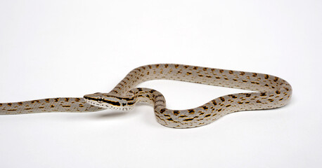 Obraz premium Rein Snake, Khasi Hills Trinket snake // Asiatische Zügelnatter (Gonyosoma frenatus)