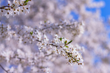 beautiful flowering plum tree branches. spring natural background