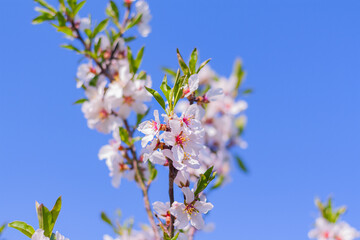 beautiful blossom almond tree branch against the blue sky