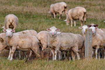 Sheep in pasture grazing grass